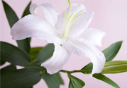 百合花葉子發(fā)黃怎么回事？百合花葉子發(fā)黃怎么辦？