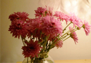 鮮花怎么養(yǎng)？鮮花怎么養(yǎng)放的比較久？