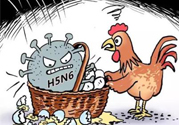 h7n9禽流感怎么預(yù)防？預(yù)防h7n9禽流感知識
