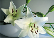 百合花能放花瓶里養(yǎng)嗎？百合花在花瓶里怎么養(yǎng)？