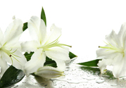百合花怎么養(yǎng)水里？水養(yǎng)百合花怎么開久些？