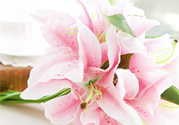 養(yǎng)百合花用什么水？養(yǎng)百合花水里放什么？