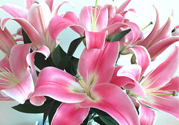 百合花多久澆一次水？百合花多長時間澆水？
