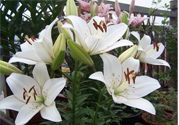 百合花怎么養(yǎng)？百合花在家怎么養(yǎng)？
