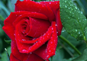玫瑰花可以放多久？玫瑰花可以放幾天？