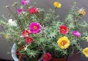 春天家里適合種什么花？春天適合種植什么花？