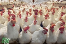 h7n9禽流感可以治愈嗎？禽流感能治好嗎？