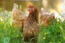 h7n9禽流感可以治愈嗎？禽流感能治好嗎？