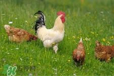 h7n9禽流感可以治愈嗎？禽流感能治好嗎？