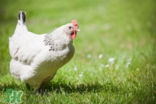 h7n9禽流感可以治愈嗎？禽流感能治好嗎？