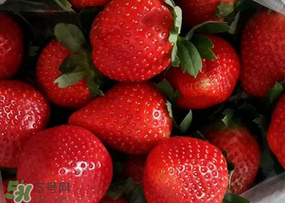 奶油草莓多少錢一斤？奶油草莓價(jià)格