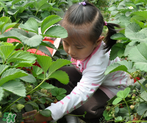三亞哪里可以摘草莓？三亞摘草莓在哪里？