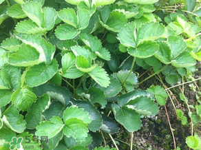 草莓苗幾月份種植？幾月份可以種草莓？