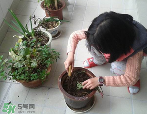 春天家里適合種什么花？春天適合種植什么花？