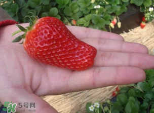 怎么辨別有機(jī)草莓？有機(jī)草莓和普通草莓的區(qū)別 