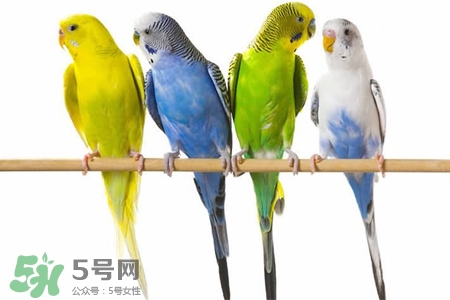 禽流感可以養(yǎng)鸚鵡嗎？禽流感期間能養(yǎng)鸚鵡嗎？