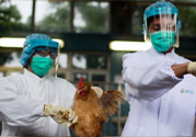 h7n9禽流感可以治愈嗎？禽流感能治好嗎？