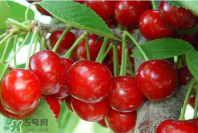 美早和黑珍珠哪個好吃？美早和黑珍珠的區(qū)別