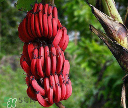 紅香蕉多少錢一斤？南洋紅香蕉多少錢一斤？