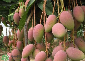 青芒果切開沒熟怎么辦？芒果沒熟切開了怎么辦？