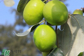 青棗與牛奶棗是轉(zhuǎn)基因水果嗎？青棗和牛奶棗的區(qū)別
