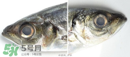 怎么自制死魚眼眼鏡？死魚眼眼鏡哪里買？