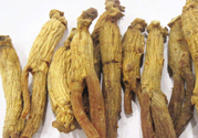 高麗參適合什么人吃？什么人不能吃高麗參？