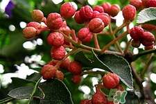 花椒可以泡水喝嗎？花椒泡水喝有什么作用？