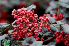 花椒水治腳氣管用嗎？花椒水泡腳可以治腳氣嗎？