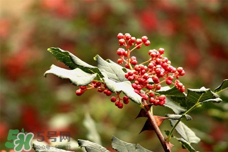 花椒水能治痔瘡嗎？花椒水治痔瘡有效果嗎？