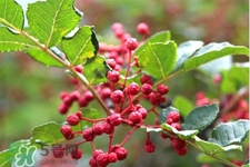 花椒水能治痔瘡嗎？花椒水治痔瘡有效果嗎？
