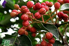 花椒水能治痔瘡嗎？花椒水治痔瘡有效果嗎？