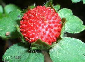 蛇莓多少錢一斤？蛇莓價(jià)格