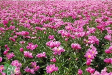 春天開(kāi)的花有哪些？春天都開(kāi)什么花？