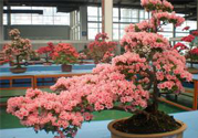 春天開的花有哪些？春天都開什么花？