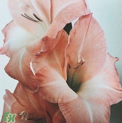 煙熏玫瑰色口紅哪個牌子好？煙熏玫瑰色口紅推薦