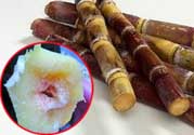 甘蔗發(fā)霉能吃嗎？吃了發(fā)霉的甘蔗怎么辦？