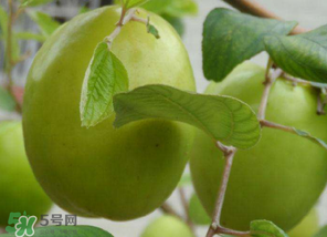 懷孕初期能吃青棗嗎？懷孕初期吃青棗好嗎？