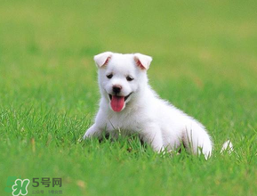 狗狗可以吃青棗嗎？狗狗能不能吃青棗？