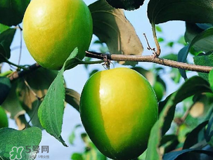 青棗吃多了會(huì)胖嗎？吃青棗會(huì)不會(huì)發(fā)胖？