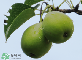吃青棗可以減肥嗎？減肥可以吃青棗嗎？