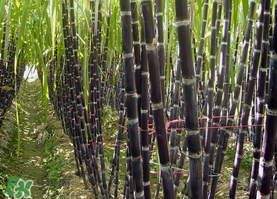 一根甘蔗熱量大概多少？吃一根甘蔗會(huì)胖嗎？