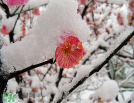 春天下雪意味著什么？春天為什么會(huì)下雪？