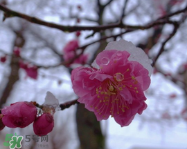 春天下雪意味著什么？春天為什么會(huì)下雪？