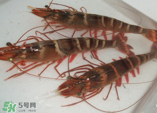 活蝦為什么要灌膠水？活蝦灌膠水有什么用？