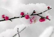 如何預(yù)防倒春寒？怎么預(yù)防倒春寒？