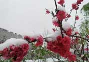 春天下雪意味著什么？春天為什么會下雪？