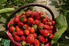 怎樣去除草莓的農(nóng)藥？怎樣洗草莓的殘留農(nóng)藥？