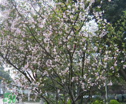 春天為什么會(huì)突然降溫？春天為什么會(huì)突然變冷？