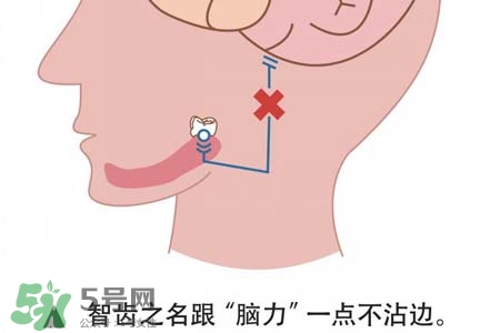 智齒會一直長嗎？智齒會停止生長嗎？